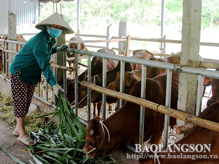 Đình Lập: Phát triển chăn nuôi bò bán chăn thả