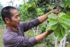 Phát triển cây ăn quả ở Hữu Lũng: Tập trung theo hướng sản xuất nông nghiệp sạch