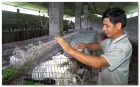 Hiệu quả kinh tế từ nuôi thỏ thương phẩm