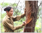Cường Lợi: Phát triển kinh tế rừng