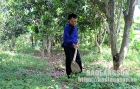 Thị trấn Chi Lăng: Người dân tăng thu từ trồng xoài