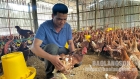 Chăn nuôi gà an toàn sinh học: Hướng phát triển bền vững