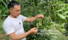 Vũ Sơn: Thêm hướng phát triển kinh tế từ trồng cây mắc ca