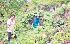 Lạng Sơn chú trọng phát triển vùng cây nguyên liệu