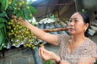 Hội nông dân huyện Cao Lộc: “Cầu nối” đưa vốn chính sách đến nông dân